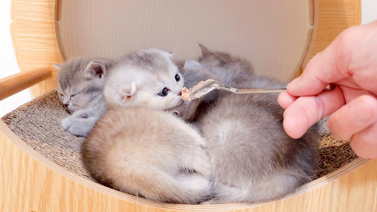 離乳食が気になる子猫