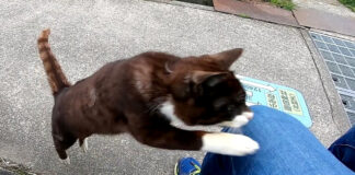 膝の上に飛び乗る猫