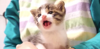 膝の上で鳴く子猫