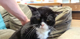 寝起きの猫
