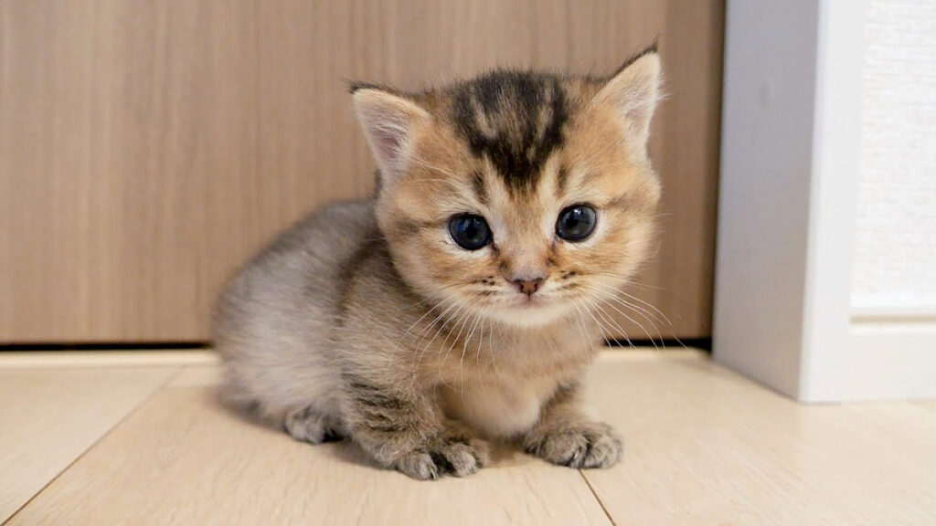 tsuinibouken_neko_title-