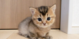 冒険する子猫
