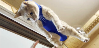 爪切りする猫