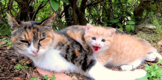 威嚇する子猫