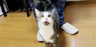 おねだりする猫