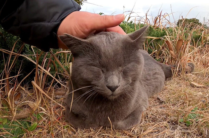 撫でられる猫