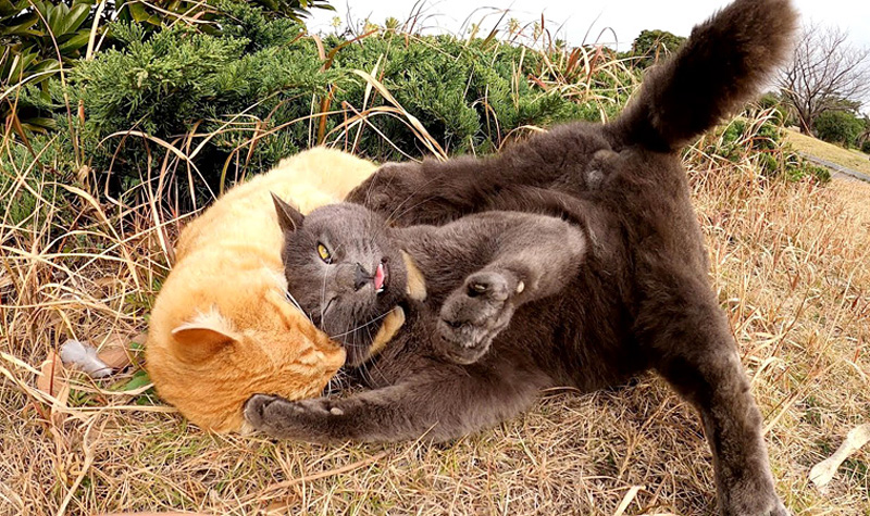 プロレスをする猫達