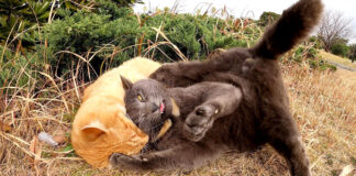 プロレスをする猫達