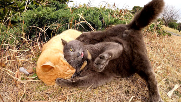 プロレスをする猫達