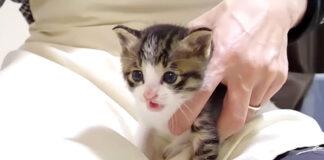 ミルクが飲みたい子猫