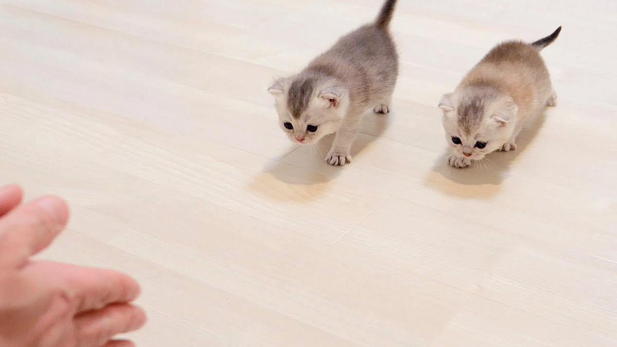 可愛い猫達 かわいい子猫DS3 公式ページ