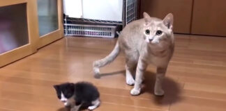 よちよち歩きで大冒険する子猫