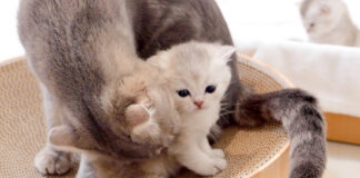 夜更かしして母猫に叱られる子猫