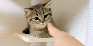 子猫に指を近づける