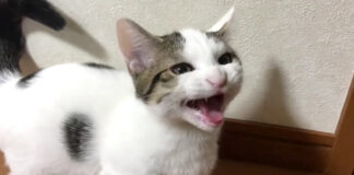 全力で答える子猫