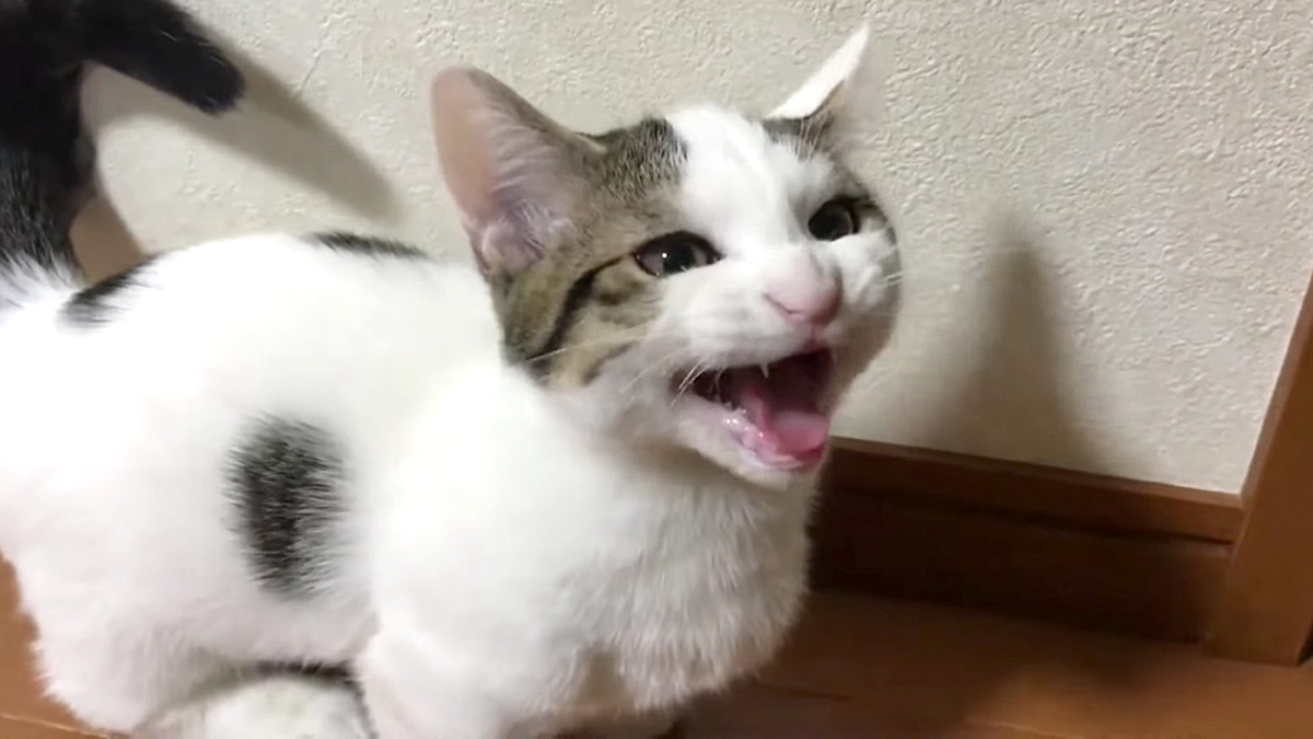 全力で答える子猫