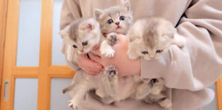 抱っこされる子猫