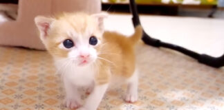 見つめる子猫