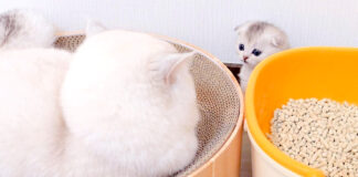 父猫にベッドを取られた子猫