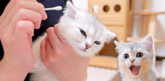 耳かきする子猫