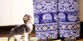 ご飯が食べたい子猫