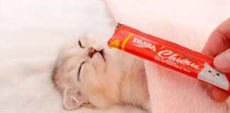 子猫にちゅ〜るを近づける