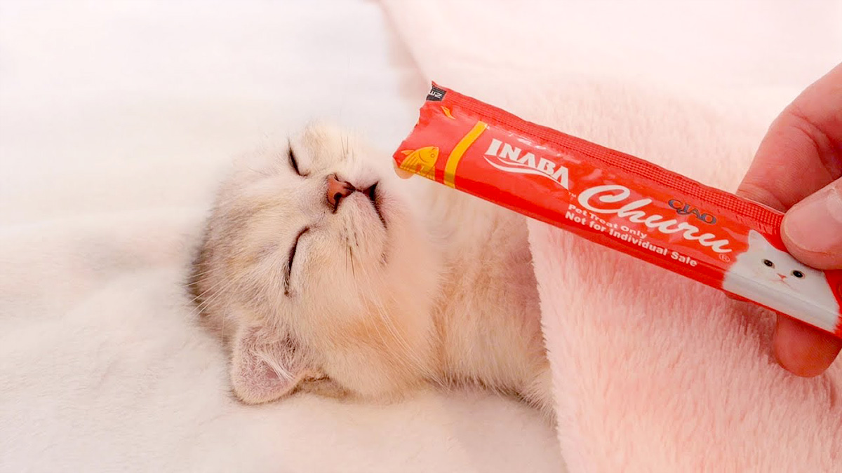子猫にちゅ〜るを近づける