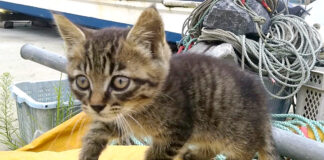 漁港で出会った子猫