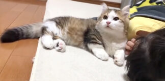お姉ちゃんを毛づくろいする子猫