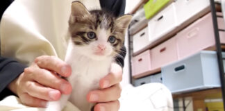 ご飯タイムの子猫