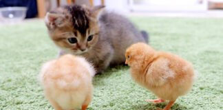 ヒヨコが気になる子猫