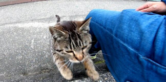 膝に乗ってくる猫