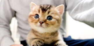 膝の上を大冒険する子猫