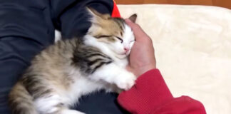 膝の上で撫でられる子猫