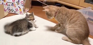 対峙する猫達