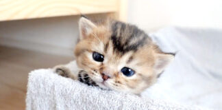 家出しようとする子猫