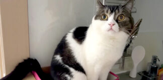 地震に気づいた猫