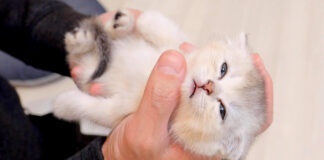 抱っこされる子猫