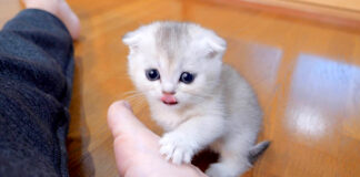 足をグルーミングする子猫