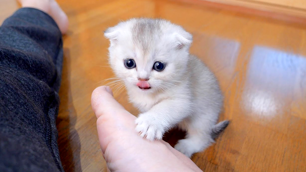 飼い主さんを兄弟だと思っているかもしれない子猫が、とっても