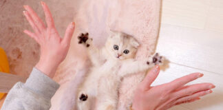 飼い主さんの真似をする子猫