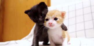 肩を組む子猫達