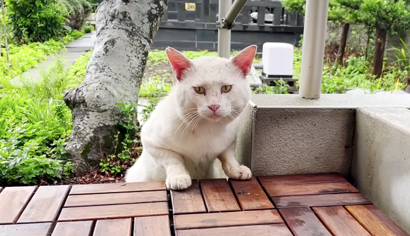 庭に来た猫