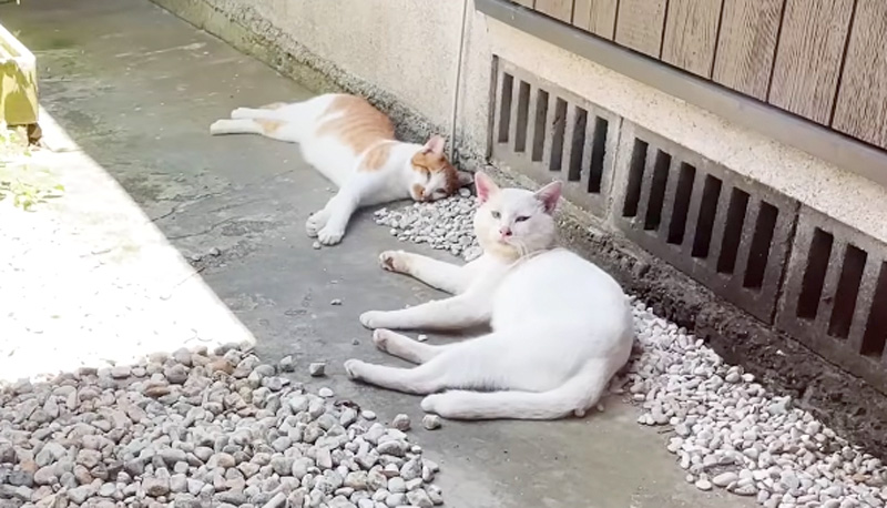 庭でくつろぐ猫