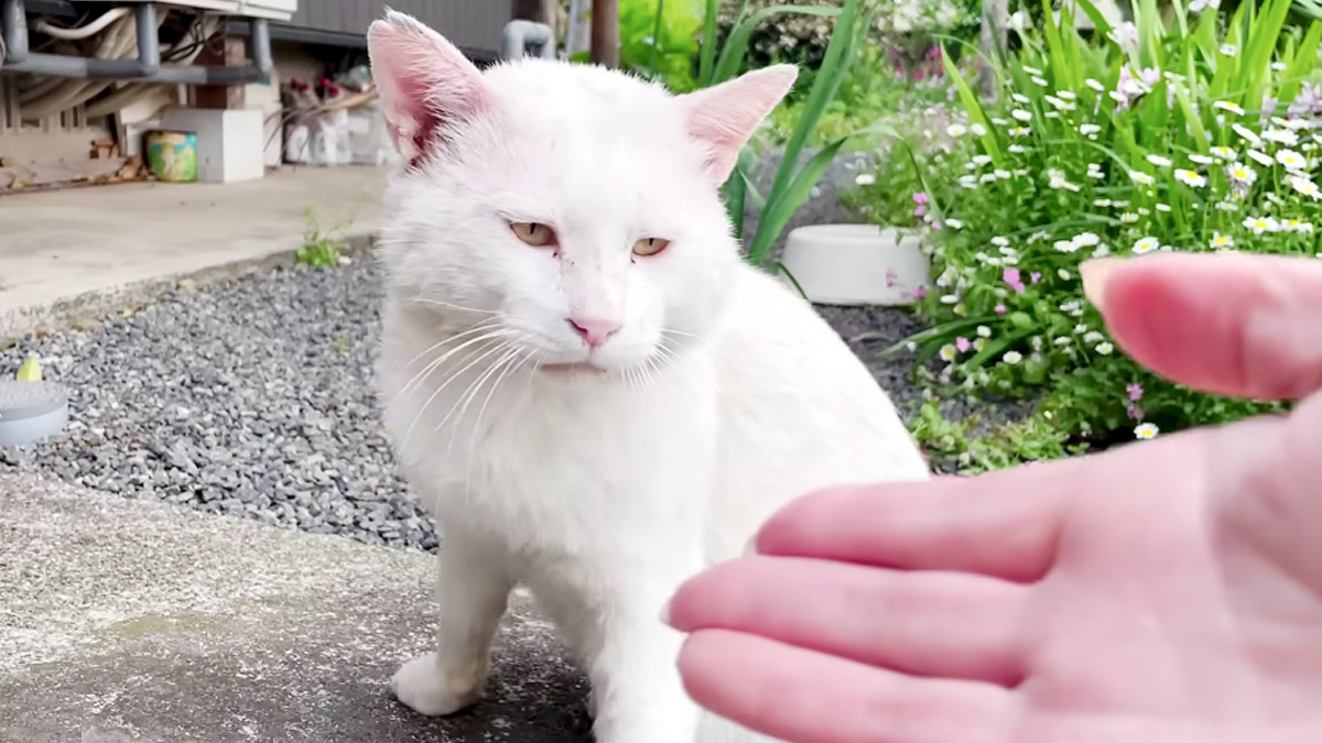 猫と心が通じた瞬間
