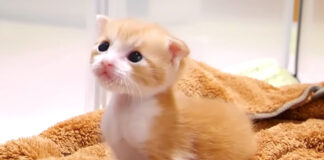 突然凶暴化する子猫