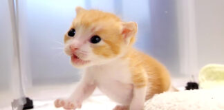 寝起きの子猫