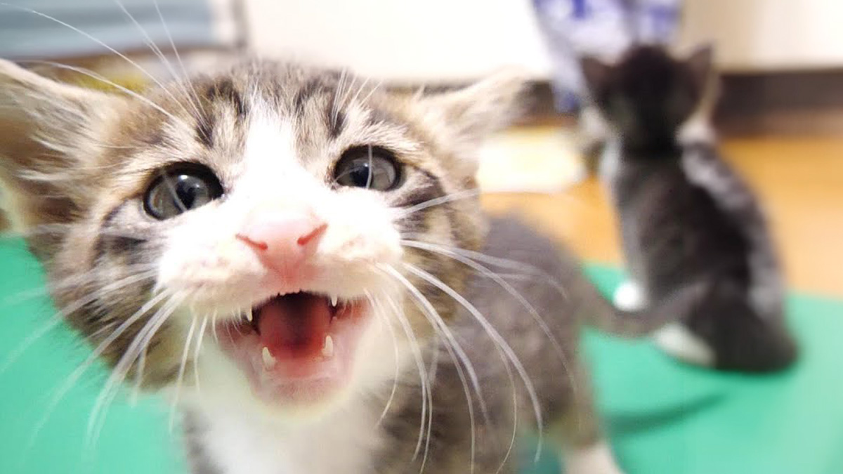 ご飯を要求する子猫