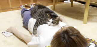 モノレール猫