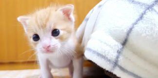 トイレが我慢できない子猫